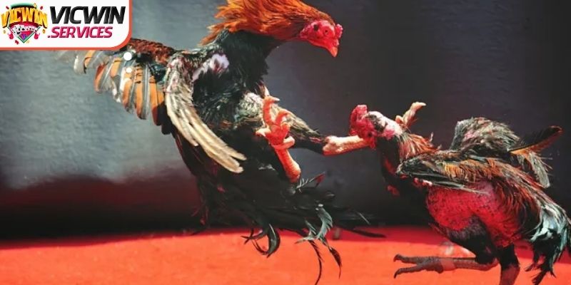 Đá gà Vicwin cung cấp chọi kê cựa sắt hấp dẫn