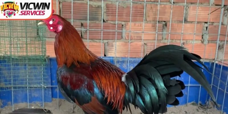 Giới thiệu đôi nét về gà Butcher cho thành viên mới