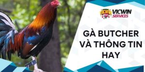 Gà Butcher và thông tin hay