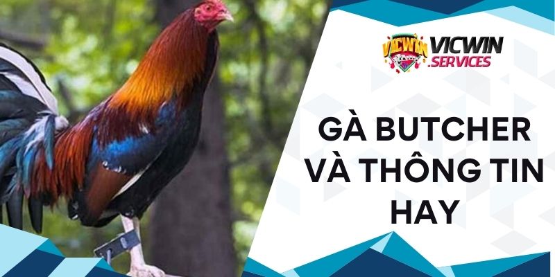 Gà Butcher và thông tin hay