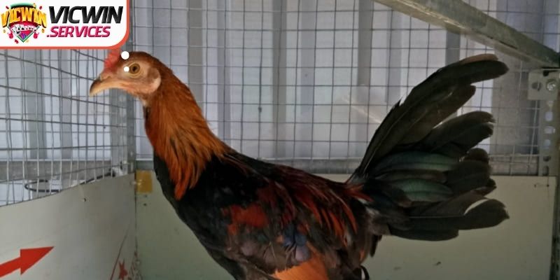 Mô tả tổng quan về ngoại hình của giống gà cho thành viên