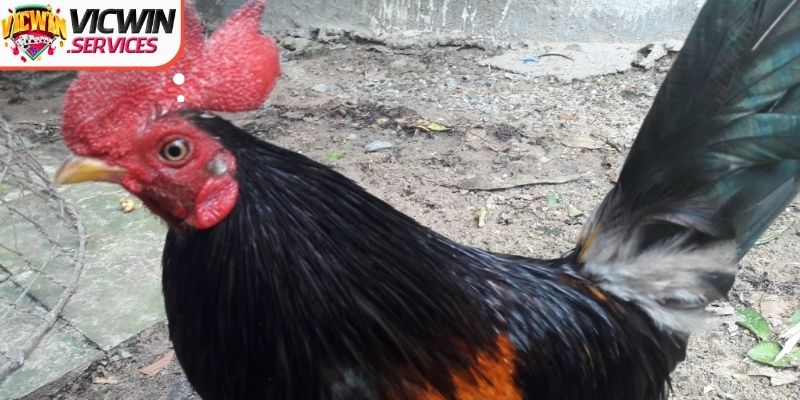 Hướng dẫn thành viên cách chăm sóc giống gà chi tiết