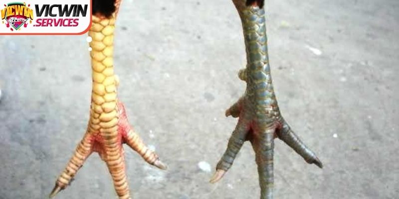 Một số cách thức phân loại vảy gà đá hay hay cho người mới