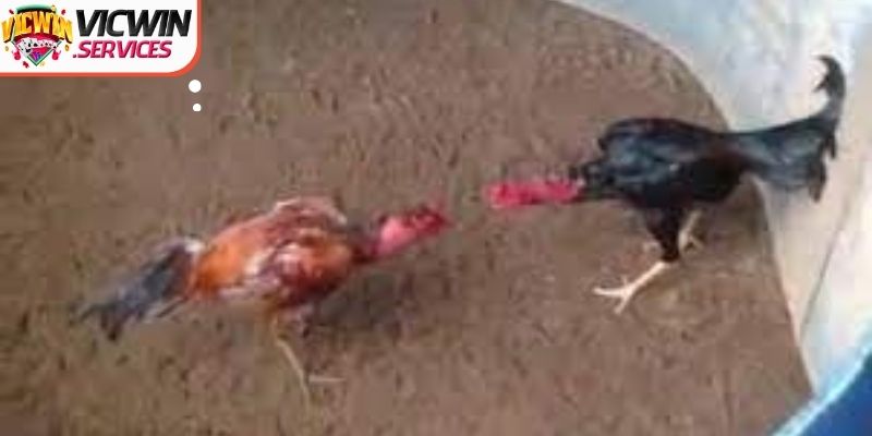 Kinh nghiệm quan trọng khi tiến hành xổ gà cho thành viên