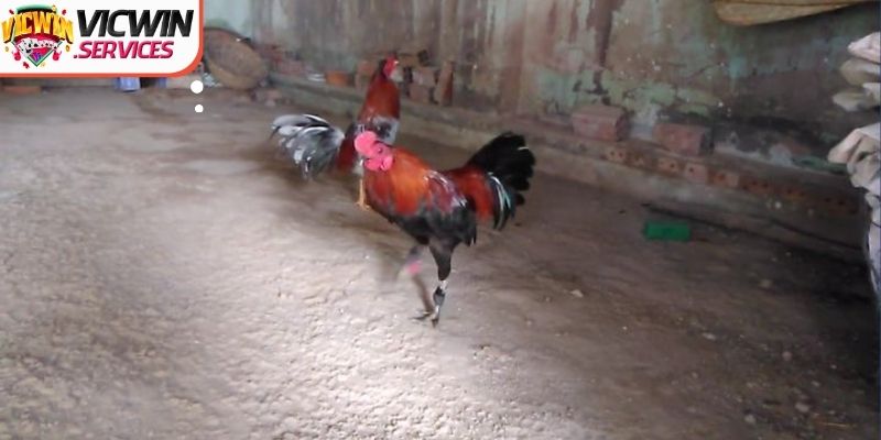 Một số bí quyết quan trọng mà thành viên cần phải nắm rõ