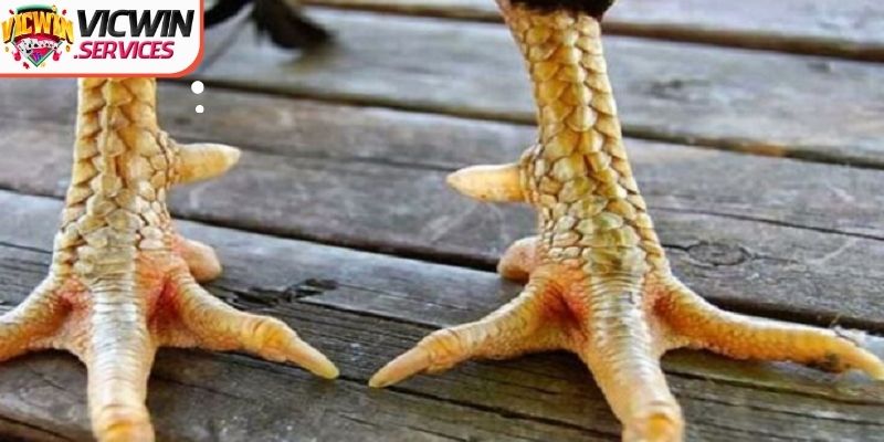 Tìm hiểu thông tin cơ bản về vảy gà đá cho thành viên mới