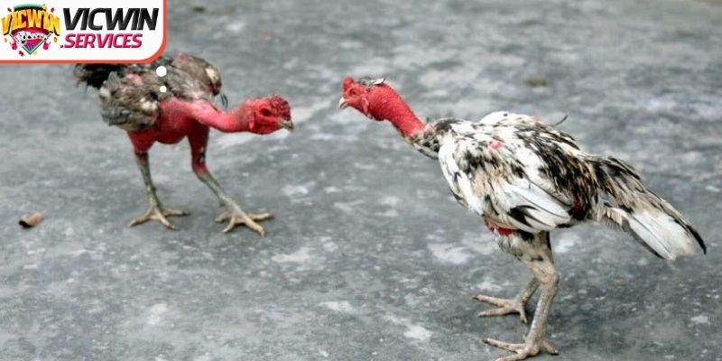 Xác định vai trò và tầm quan trọng của việc xổ gà chọi