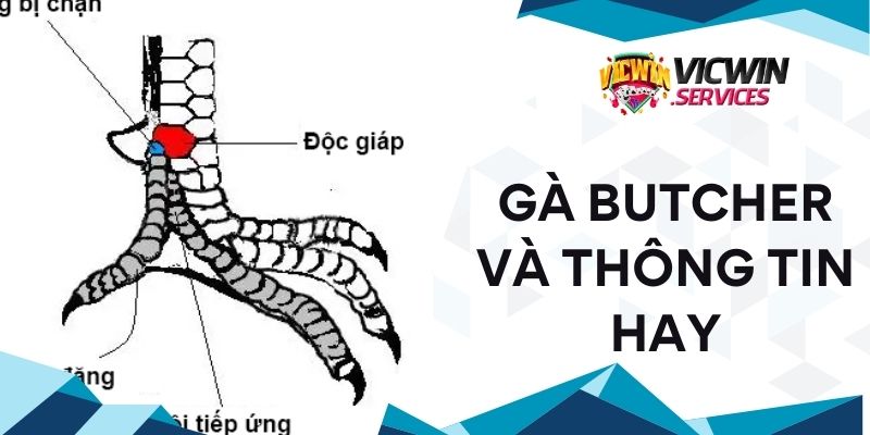 Vảy đá gà hay Vicwin và thông tin hay